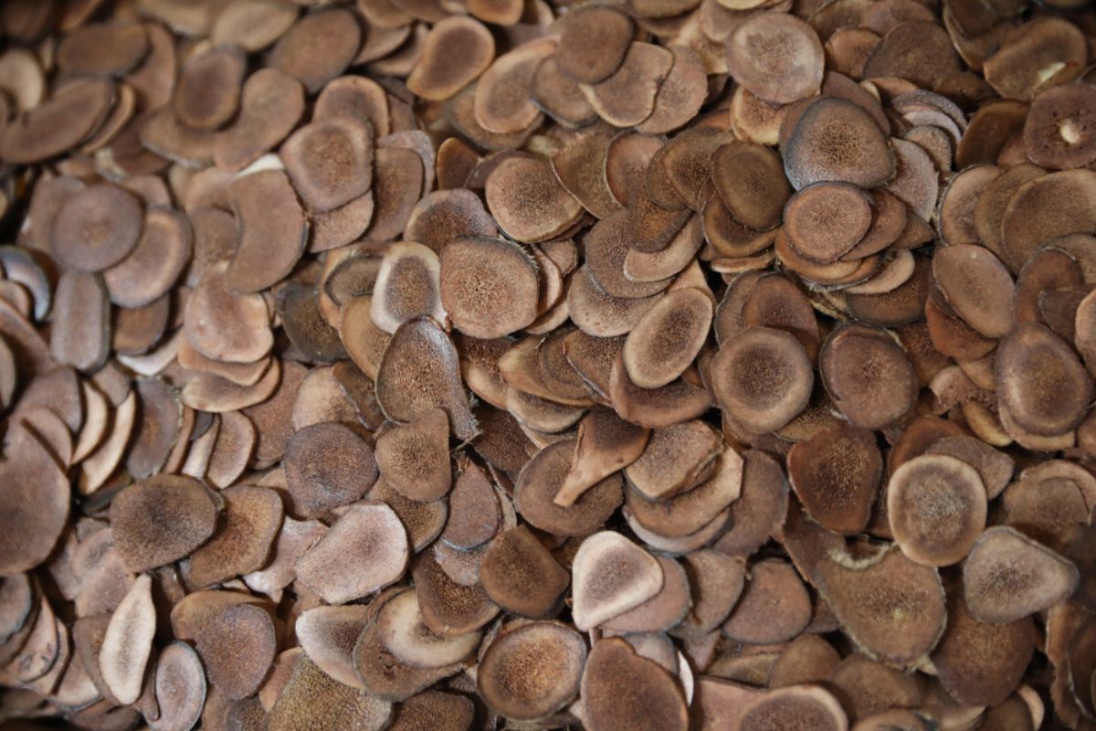 Новый резидент «Великого камня» будет перерабатывать рога оленей для китайской медицины