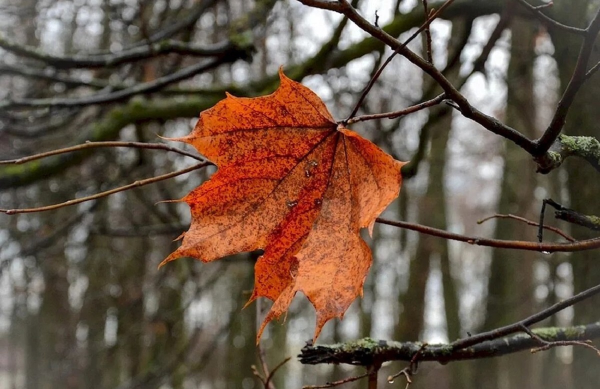 Последняя осень? Синоптик рассказал о погоде на неделю и посоветовал готовиться к холодам
