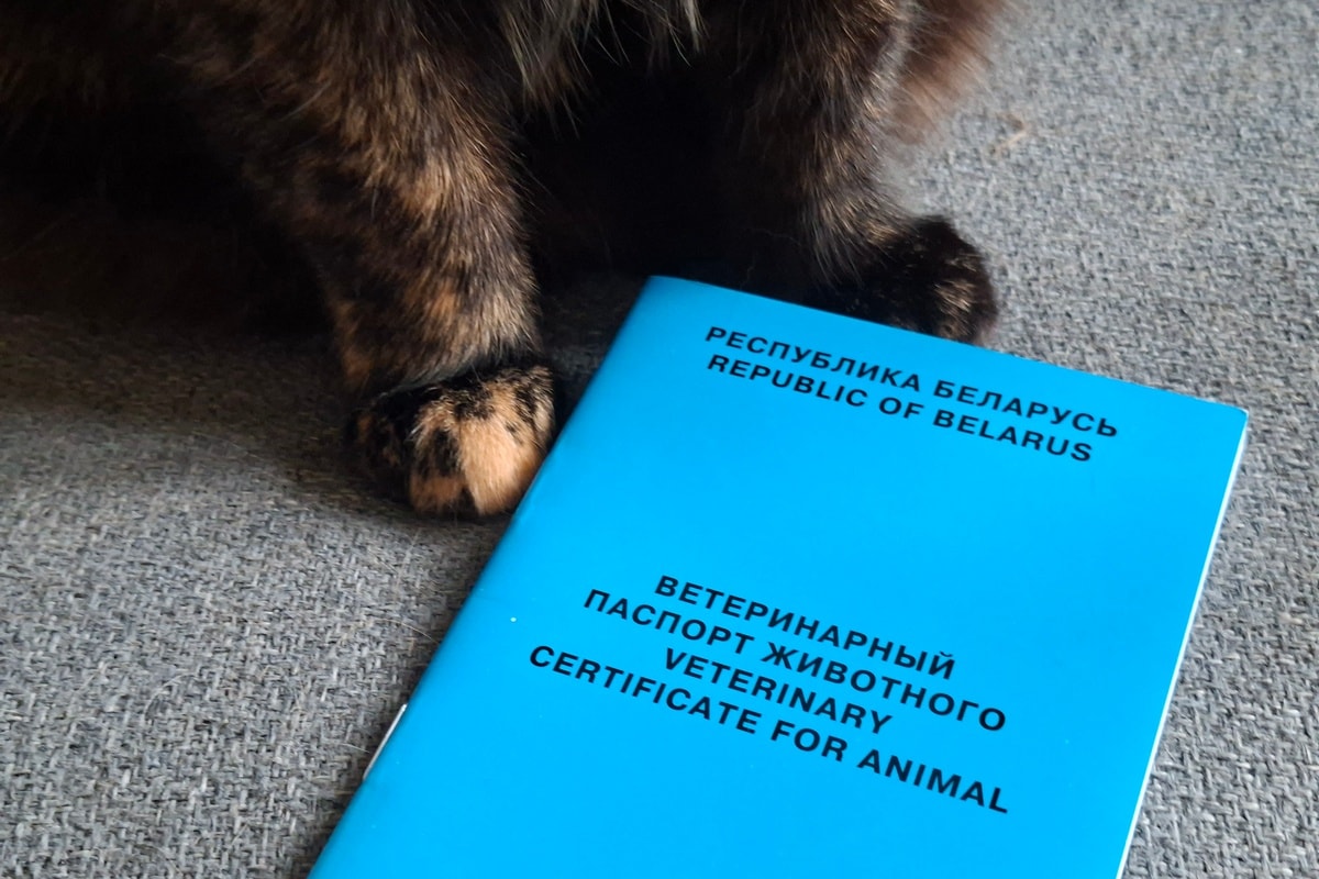 Многие «номера» заняты до осени. Как в Минске работают гостиницы для домашних питомцев