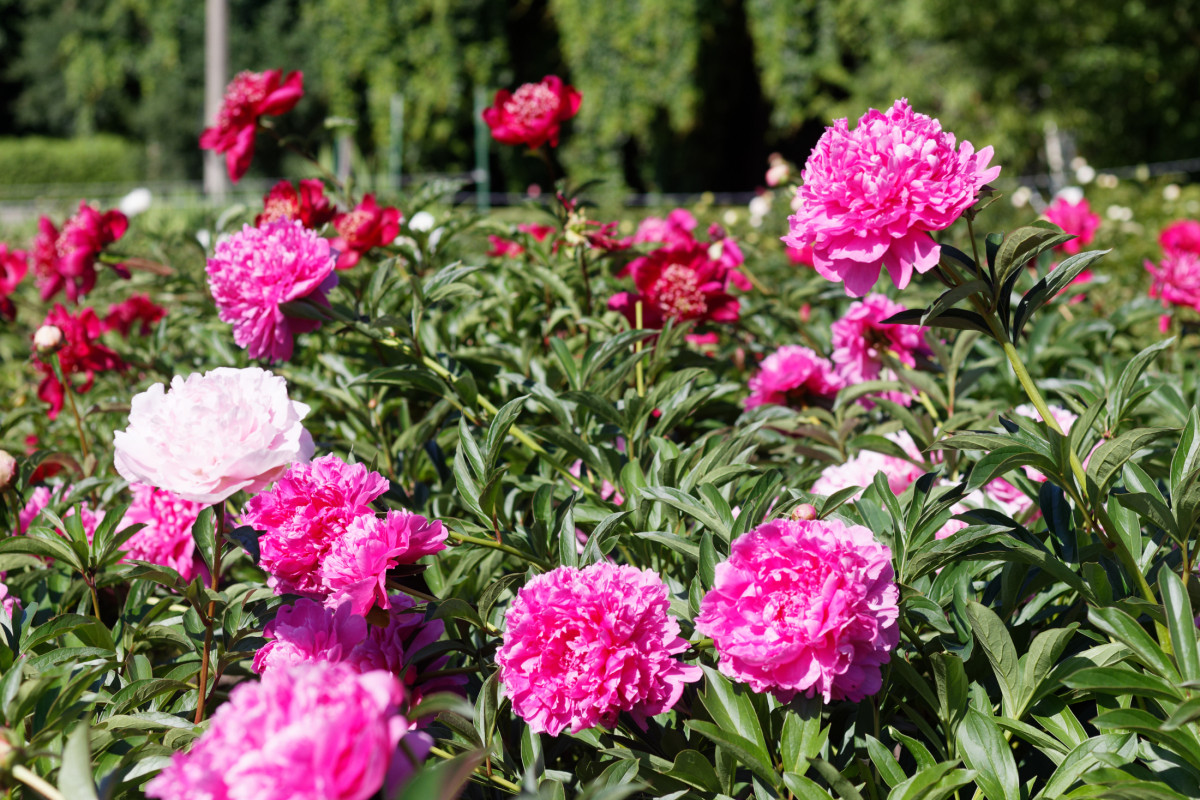 «Гадкая сестра», марафон Кристофера Нолана и музыка в Ботаническом. Афиша с 16 по 22 июня