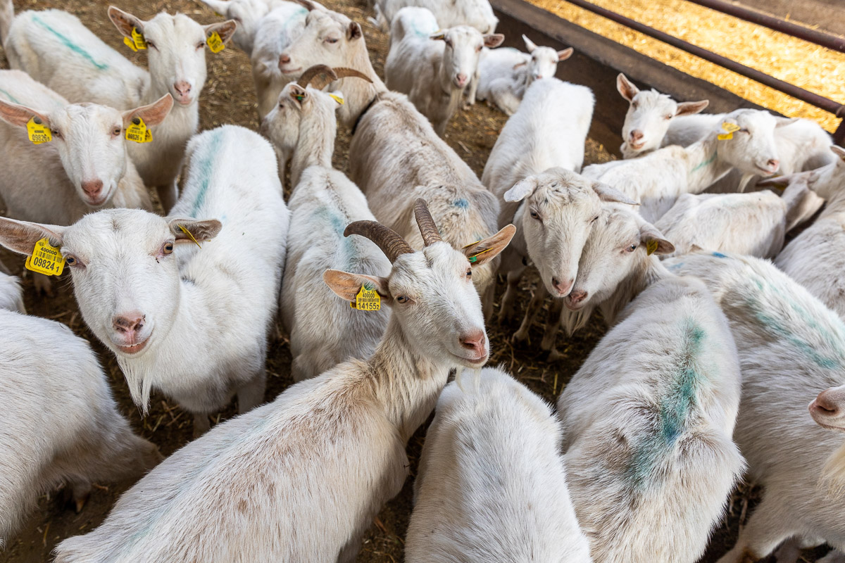 Беда козьей фермы, новые налоги для богатых и письма белорусских отцов — неделя за 3 минуты