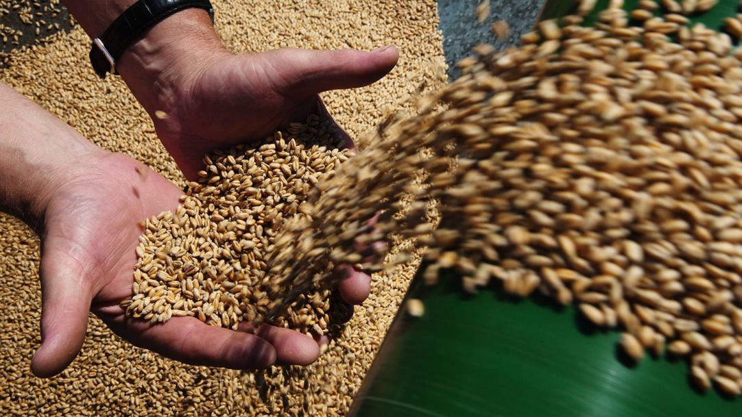 «Голода у нас не будет». Сколько зерна и для чего выращивают в Беларуси