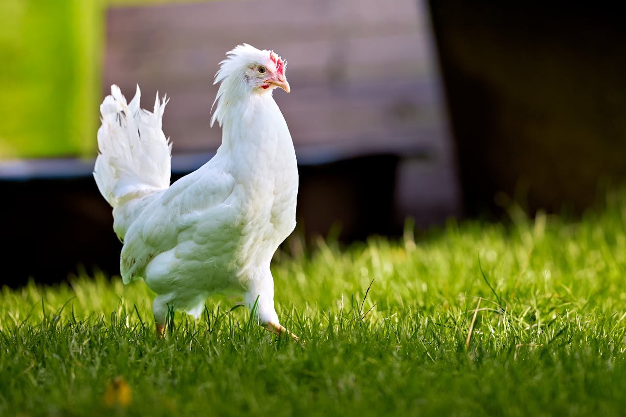 Россельхознадзор нашел листерии в мясе птицы двух белорусских компаний