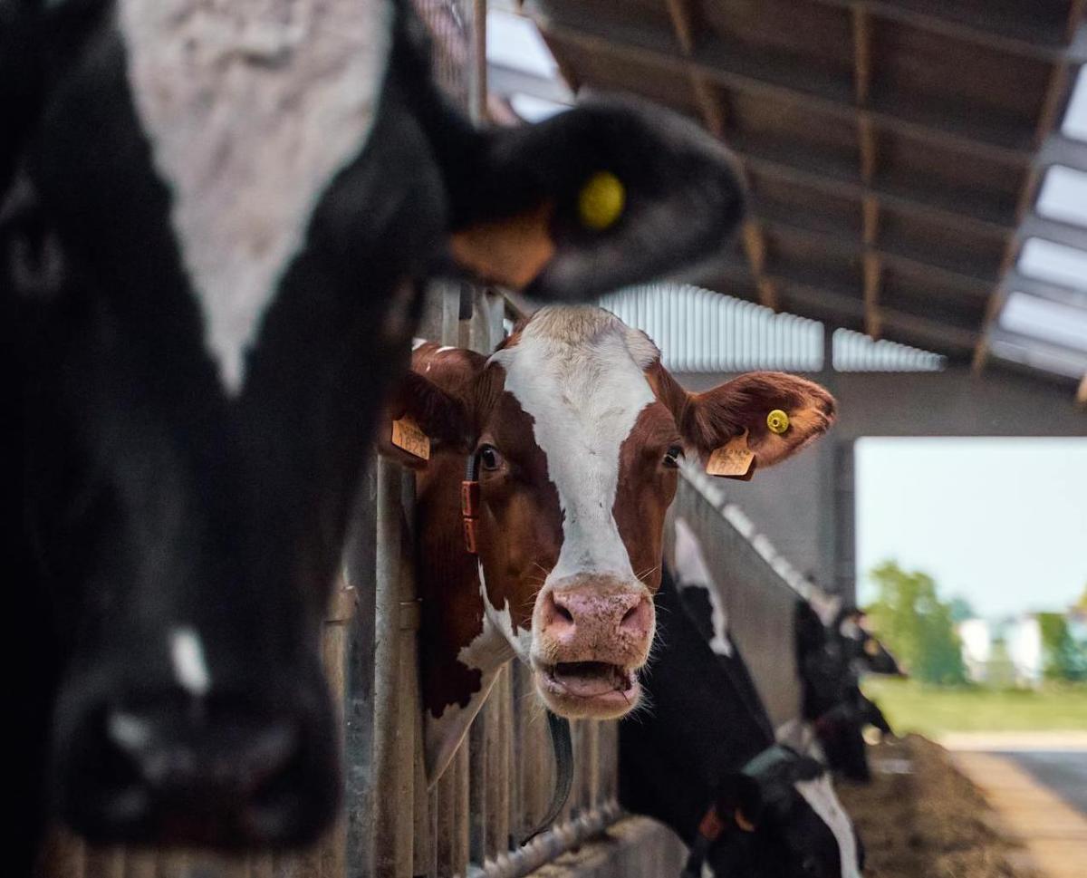 Какие надбавки за продажу мяса и молока получат белорусы в 2026 году 