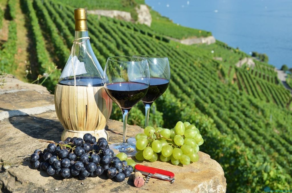 Из-за засухи станет меньше французских вин из Бургундии и Бордо