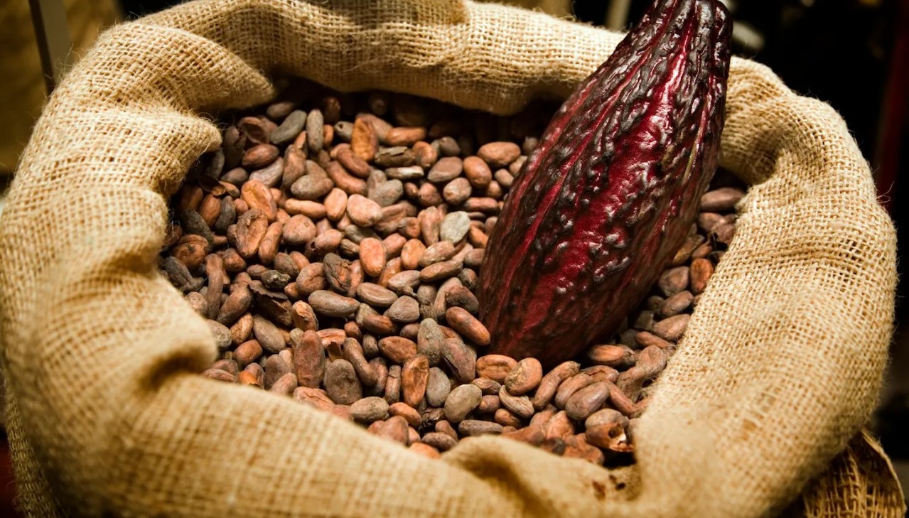 Цены на какао-бобы бьют рекорды