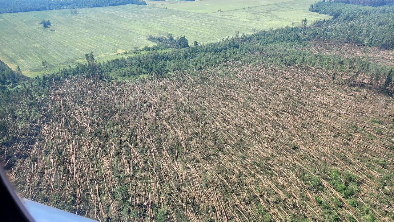 Последствия урагана в Беларуси. Биржа проведет дополнительные торги для лесозаготовительных услуг