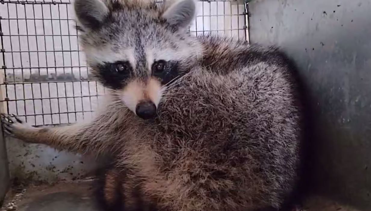 Помните приплывшего из США в Беларусь енота Сеню? Он оказался девочкой