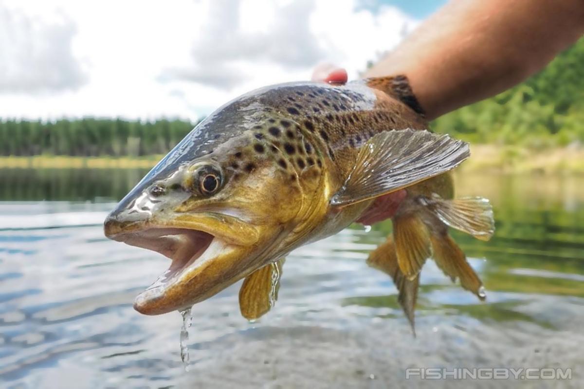 Белорусские ученые рассказали, как восстанавливают популяцию краснокнижной рыбы