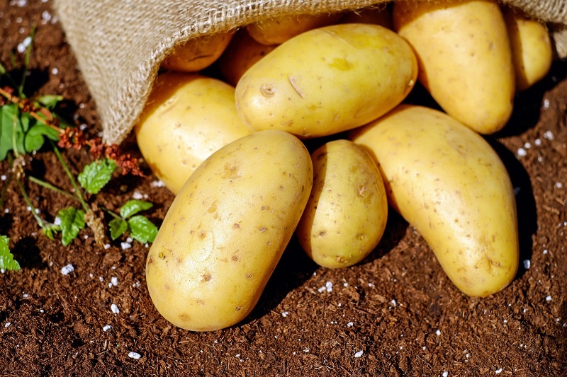 В какие страны экспортируют белорусский картофель