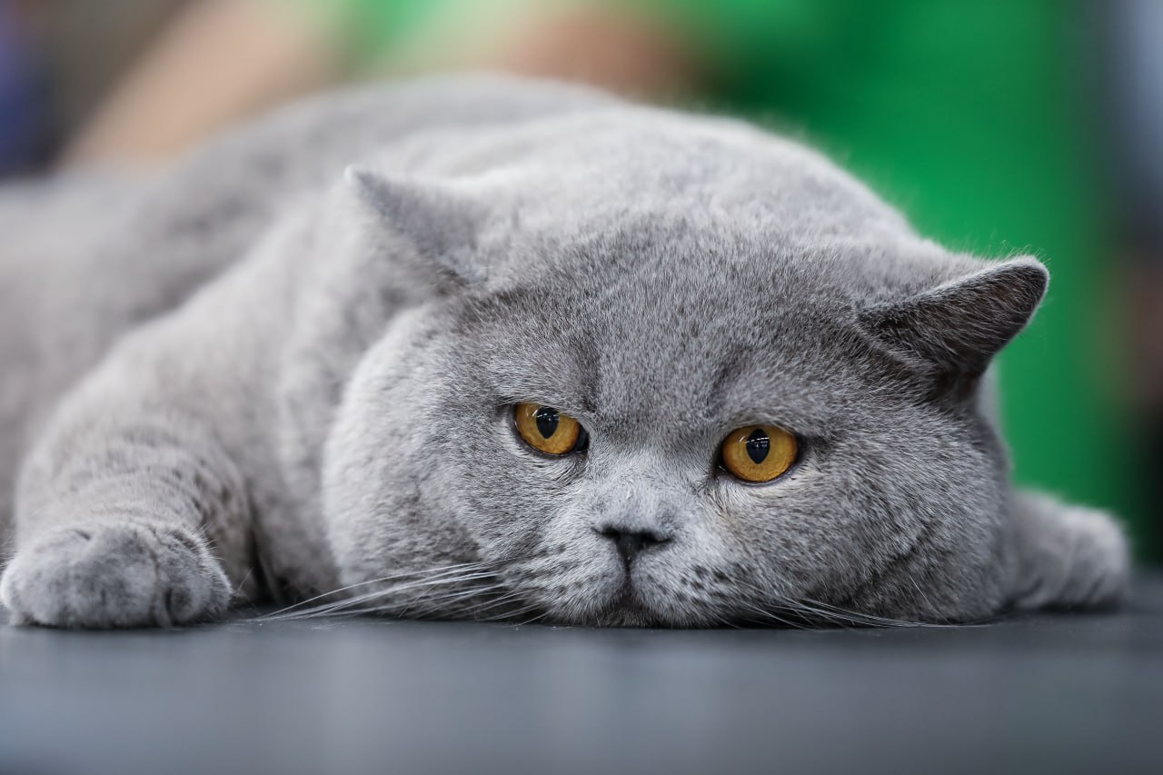 «Настоящий антистресс». Поговорили с хозяйкой самого красивого белорусского кота 