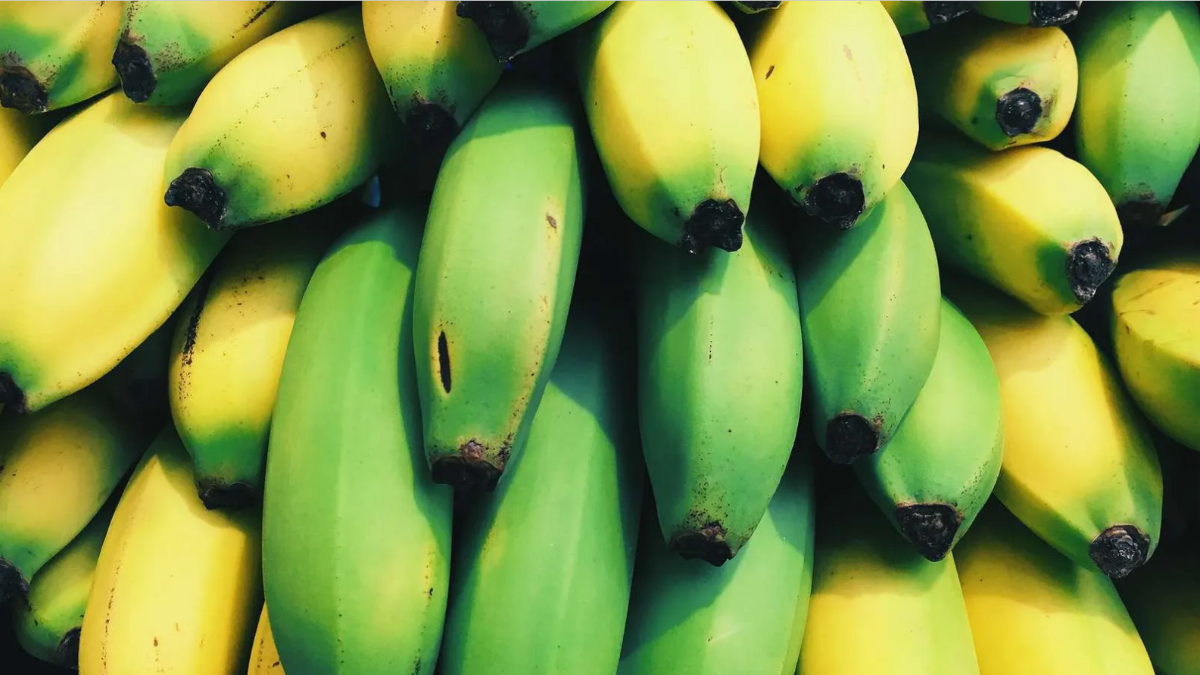 Агрокомбинат под Могилевом начал выращивать бананы