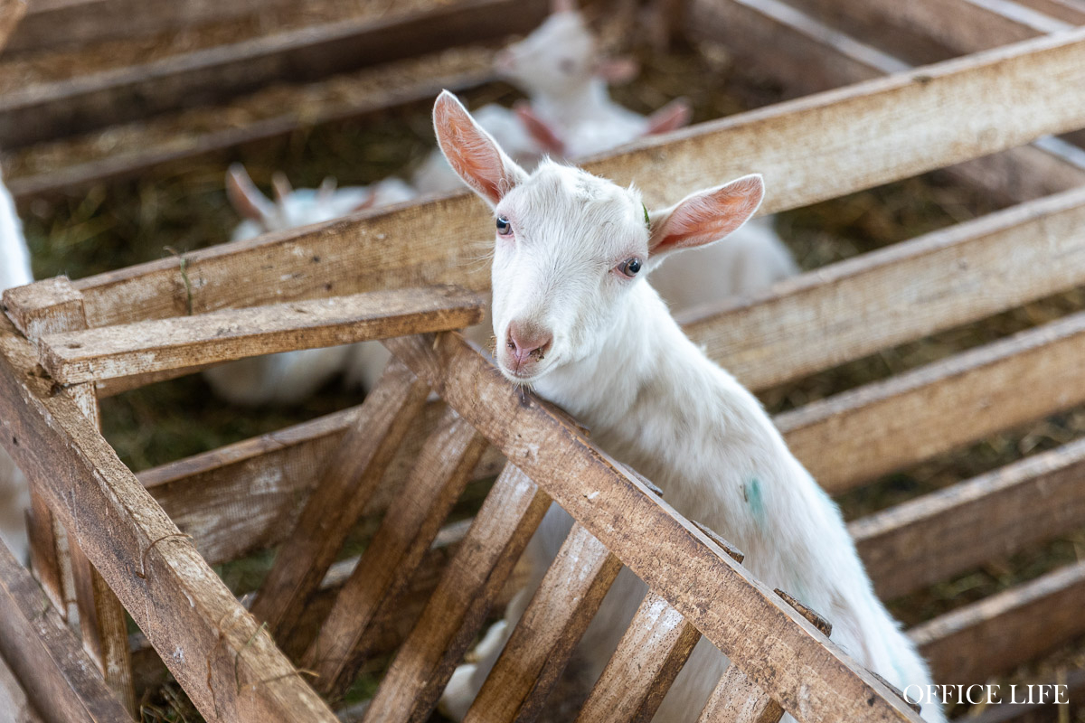 «Купите нас, недорого!» Что случилось с успешной козьей фермой и известным лабиринтом «Кукуполис»