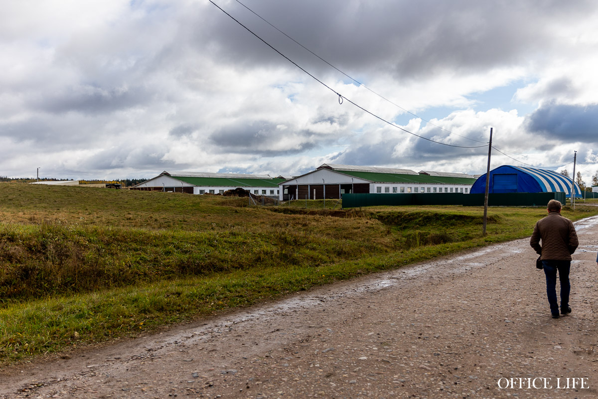 «Купите нас, недорого!» Что случилось с успешной козьей фермой и известным лабиринтом «Кукуполис»
