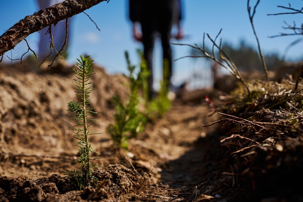 Betera Green Week: восстановление леса в&nbsp;Беларуси и&nbsp;конвертация лайков в&nbsp;деревья. Кейс экологического проекта