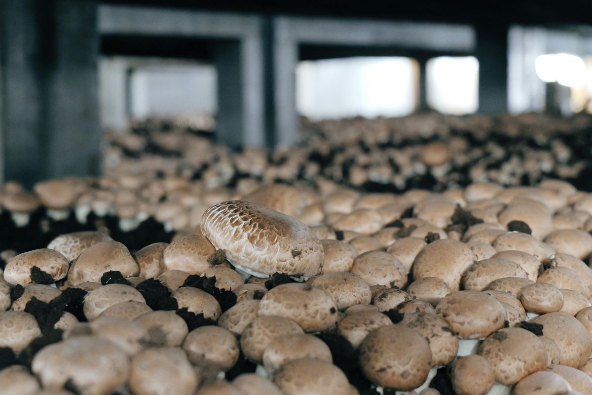 Брестский производитель шампиньонов «БОНШЕ» откроет новое производство в&nbsp;Витебской области