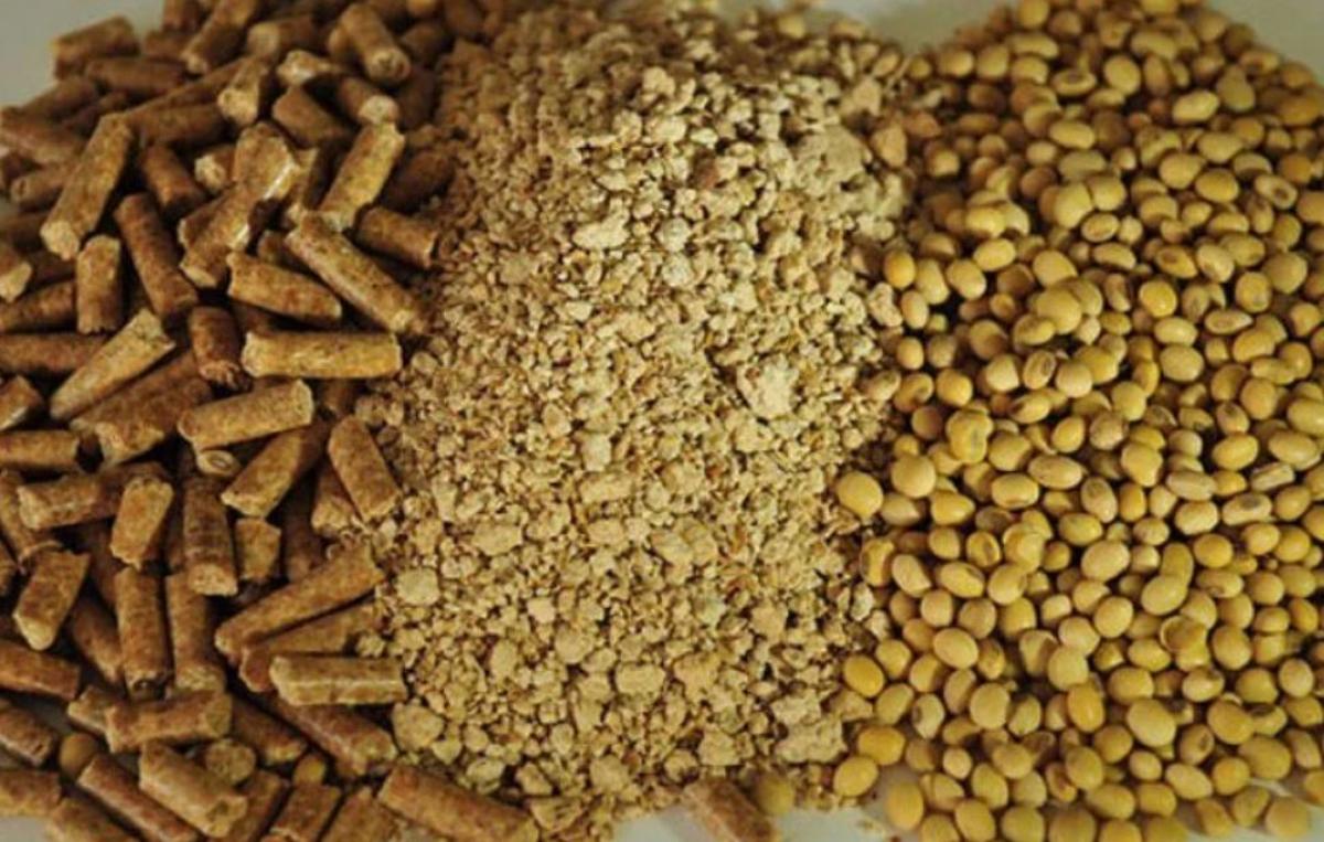 Беларусь вошла в топ покупателей жмыхов и шрота из России