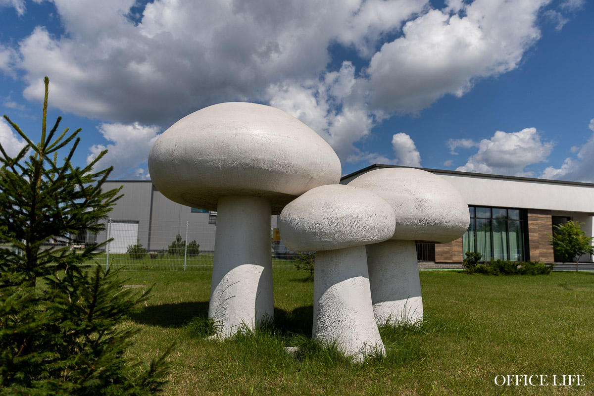 Шампиньон растет 31 день. Как под Кобрином делают грибницу с искусственным интеллектом 