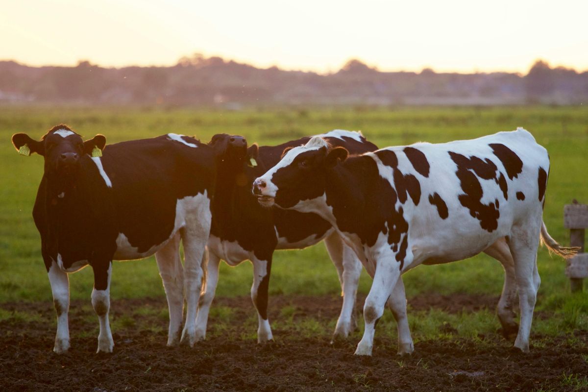 Выпуск сельхозпродукции в I квартале вырос в Беларуси на 2,6%