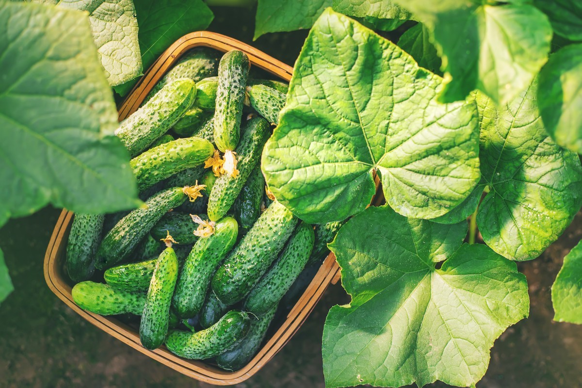 Об этих белорусах Netflix мог бы снять сериал. Вдохновляющая история про семейный бизнес, красивые огурцы и про то, что нет ничего невозможного 