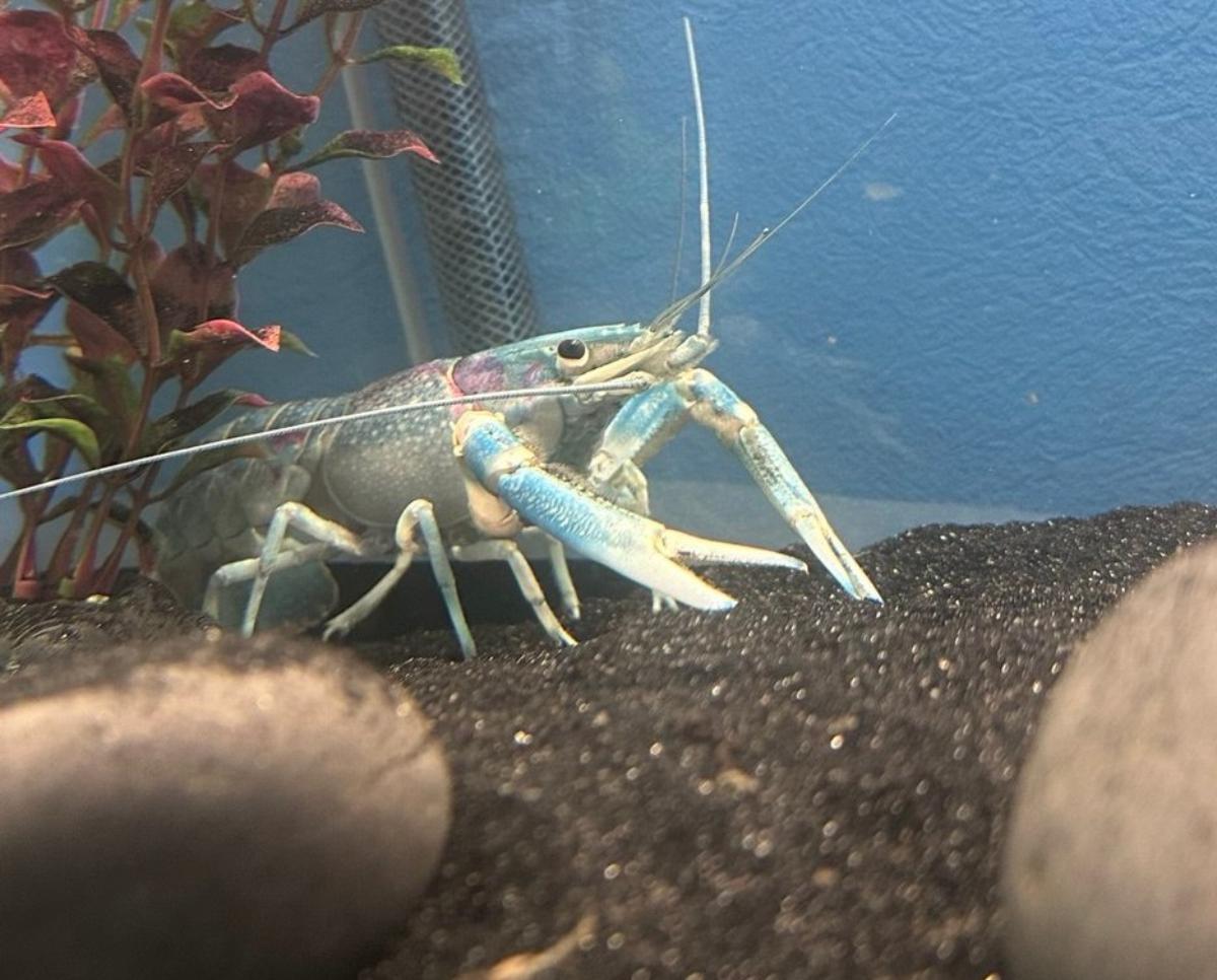 На первой белорусской креветочно ферме начали разводить австралийских раков
