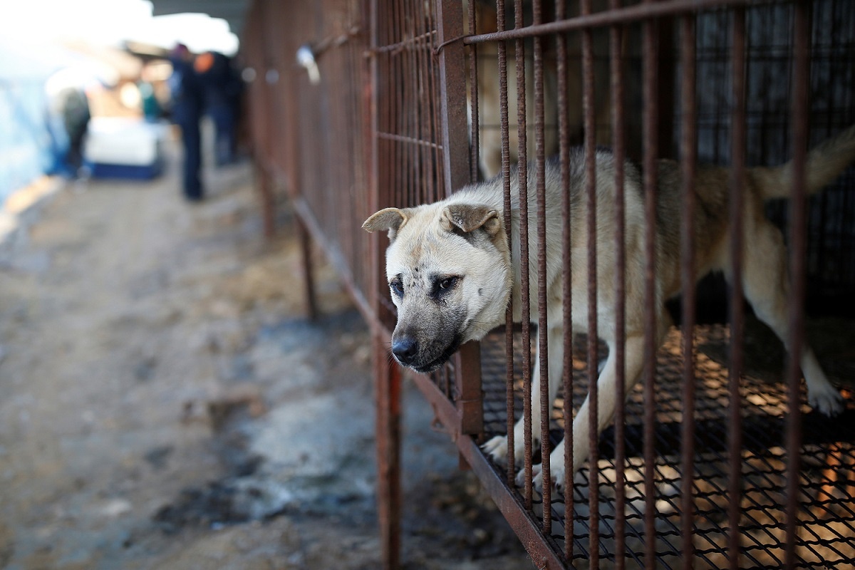 В Южной Корее приняли закон, запрещающий употреблять в пищу собак