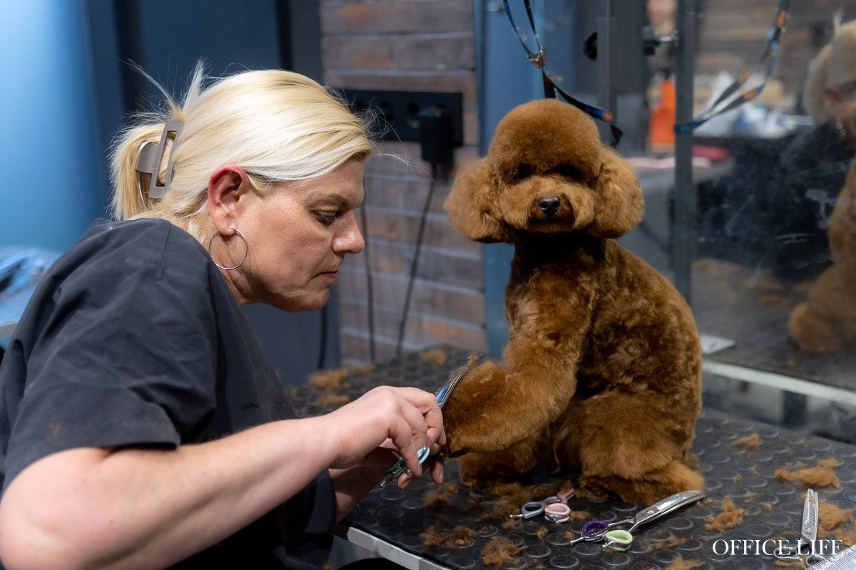 Ни одна собака не пострадала! Как мы тестировали робот-пылесос в салоне для животных