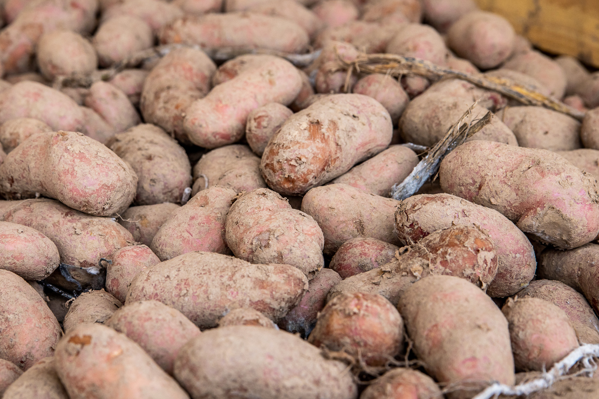 Лукашенко предупредил торговые сети о последствиях из-за отсутствия картошки в продаже