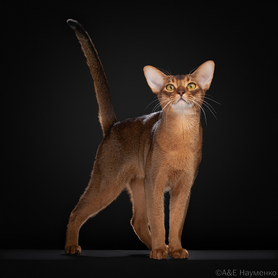  Кота из Беларуси признали одним из самых красивых в мире