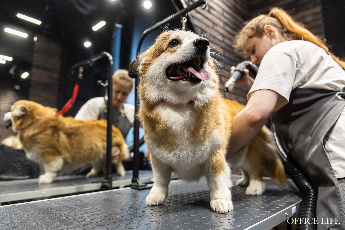 Ни одна собака не пострадала! Как мы тестировали робот-пылесос в салоне для животных