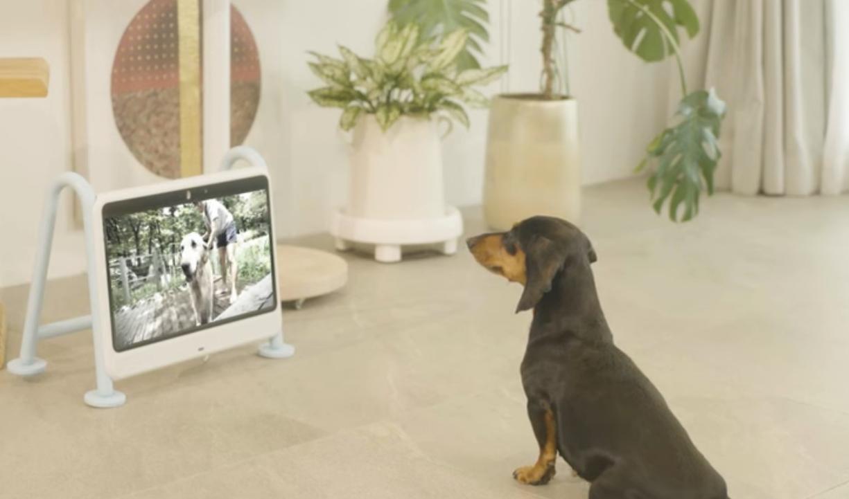 Южнокорейский стартап выпустил первый в мире телевизор для собак