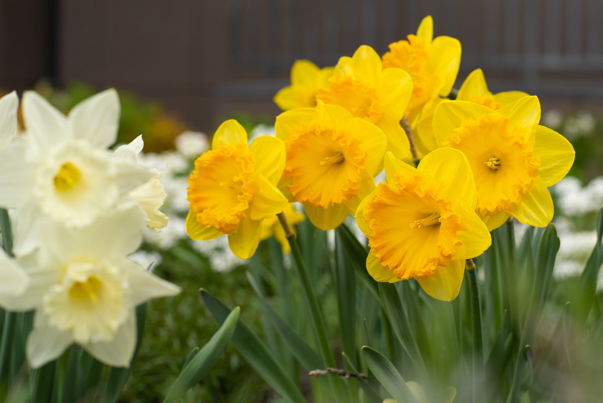 Посмотреть на нарциссы и послушать «Отелло». Культурная афиша с 28 апреля по 4 мая