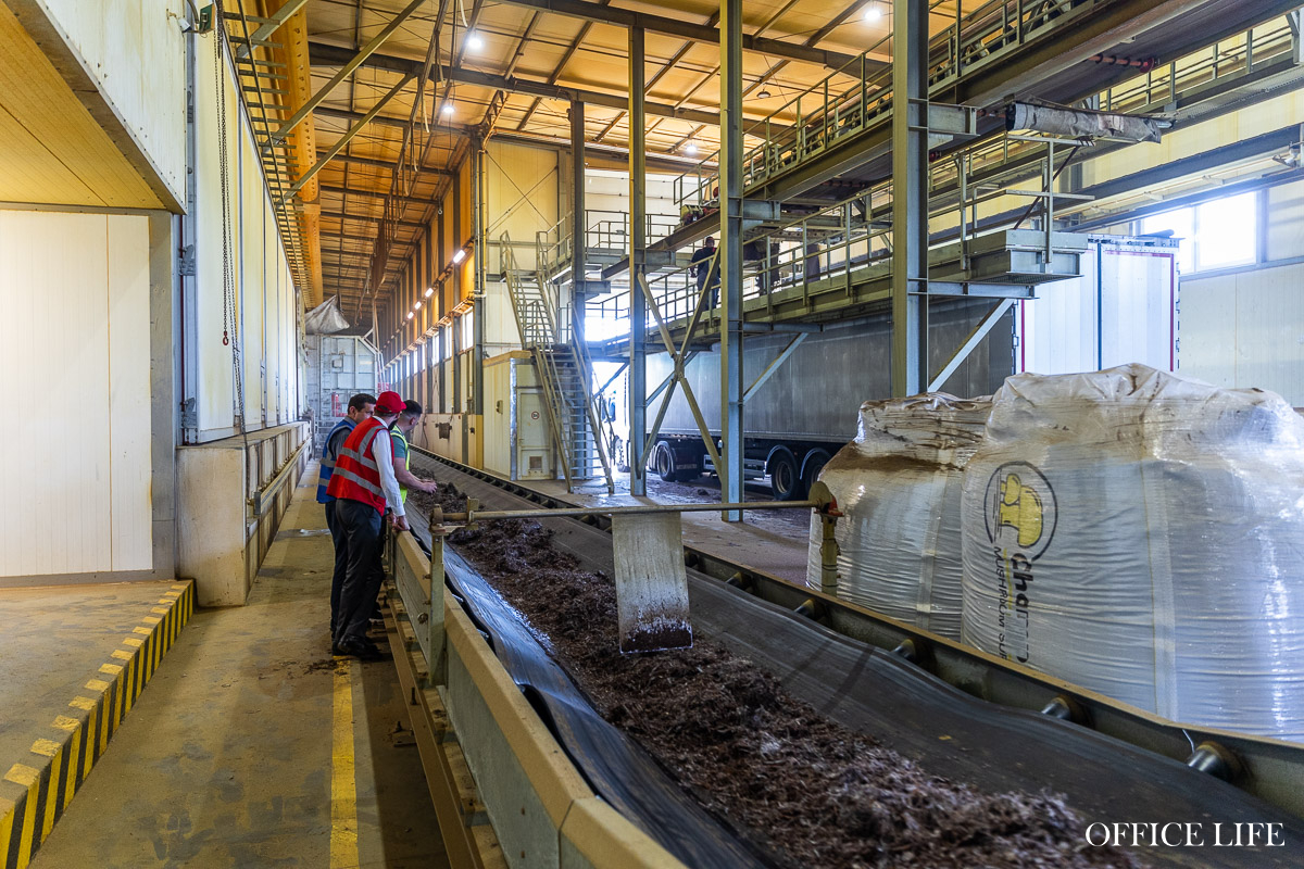 Шампиньон растет 31 день. Как под Кобрином делают грибницу с искусственным интеллектом