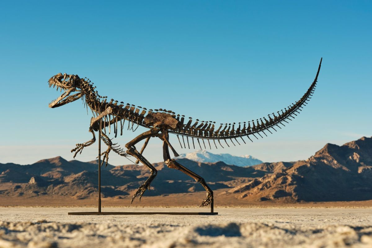 На аукцион выставили скелет цератозавра. Сколько стоит