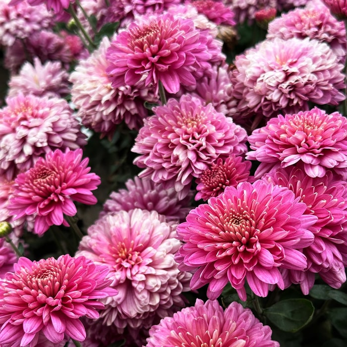 Открытие сезона в филармонии, «Мунк в аду» и базилики Рима: афиша с 15 по 21 сентября