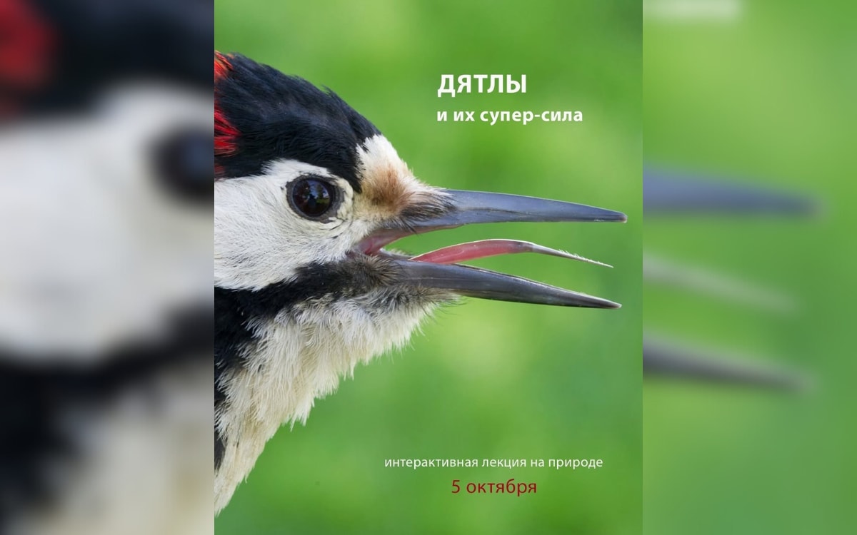 Новый фильм с ДиКаприо, органный концерт и лекция о дятлах: афиша с 29 сентября по 5 октября
