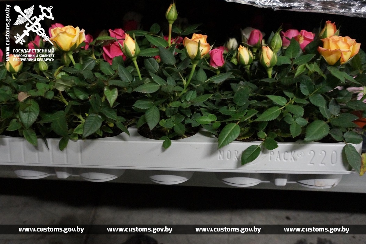 В Беларусь хотели ввезти партию цветов по заниженной в пять раз стоимости