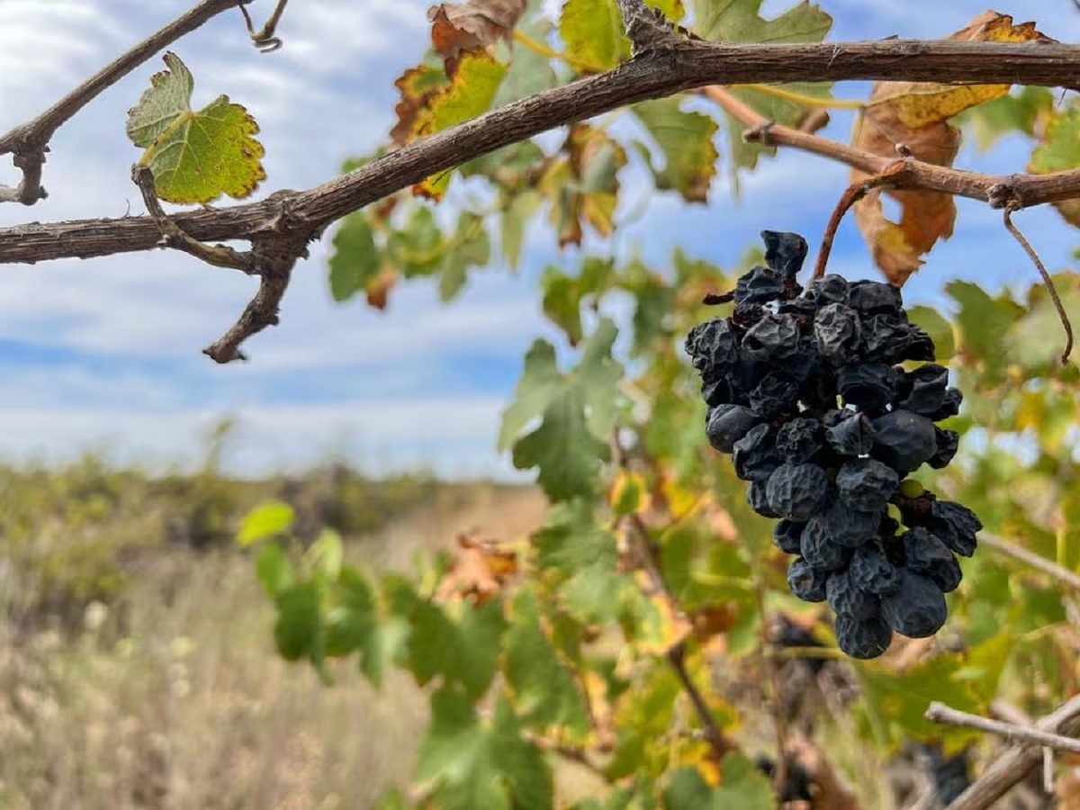 Австралийские фермеры вырубают виноградники из-за перепроизводства вина