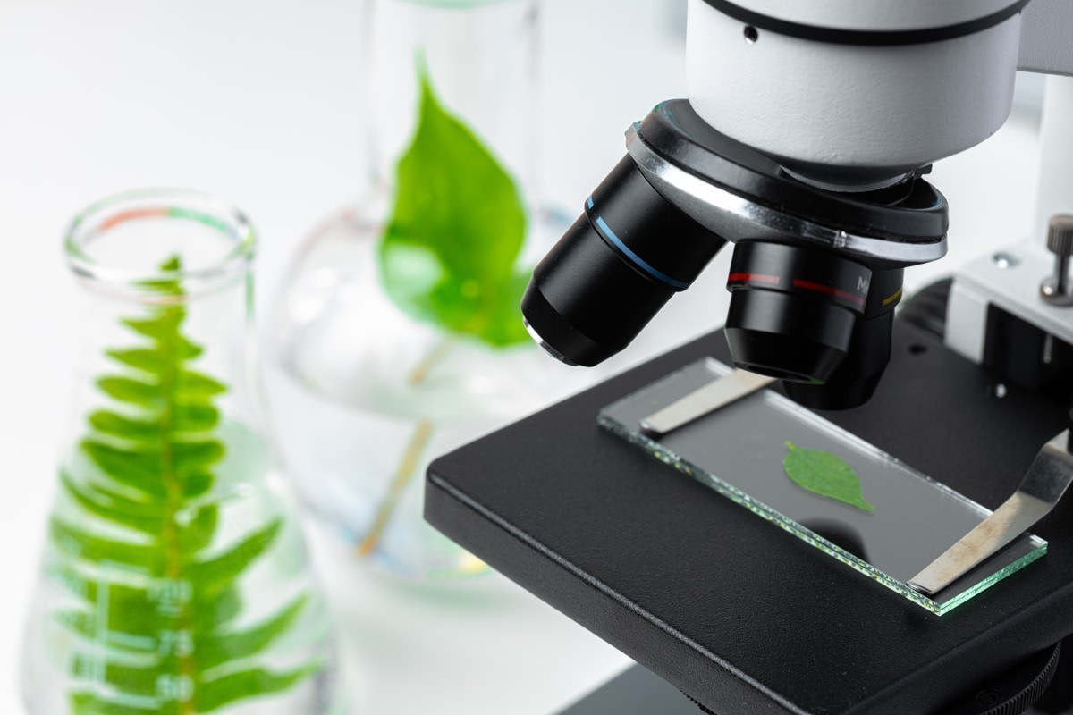 «Лунь болотный — это лягушка или растение?» Какие ошибки чаще всего допускают на ЦТ по биологии