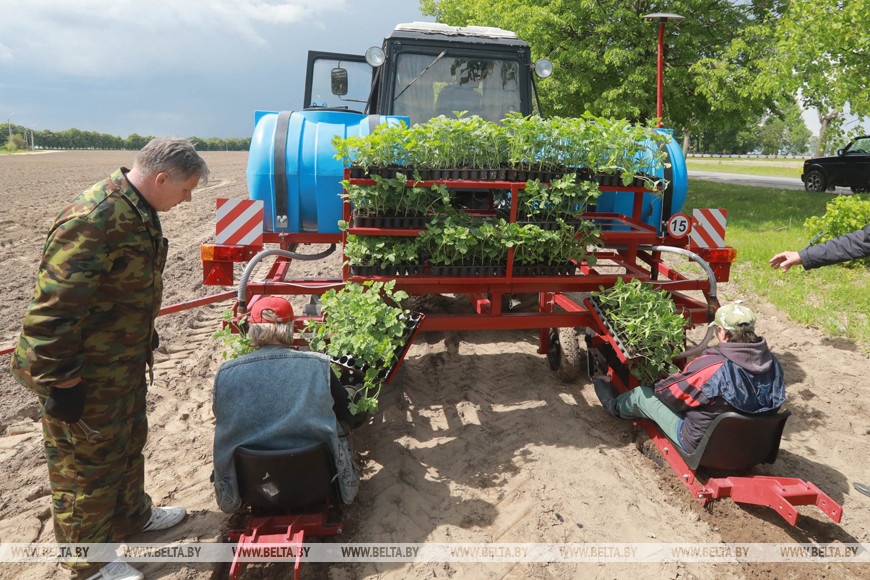 Промышленное выращивание арбузов в открытом грунте разворачивается в Могилевской области