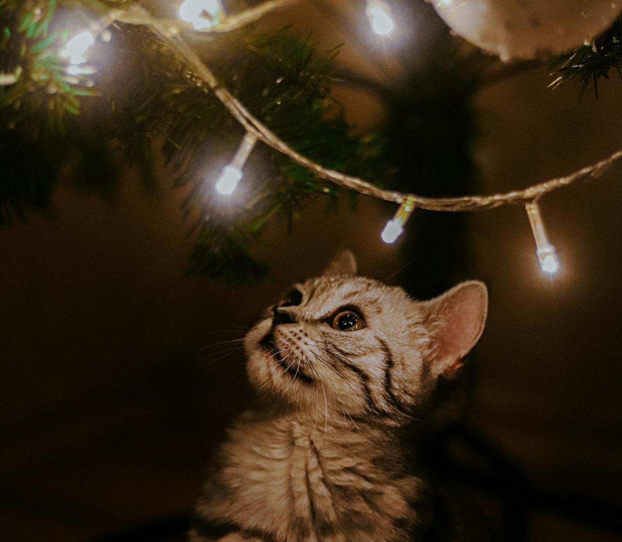 Белорусские компании в 2025 году в три раза увеличили закупки на бирже новогодней атрибутики 