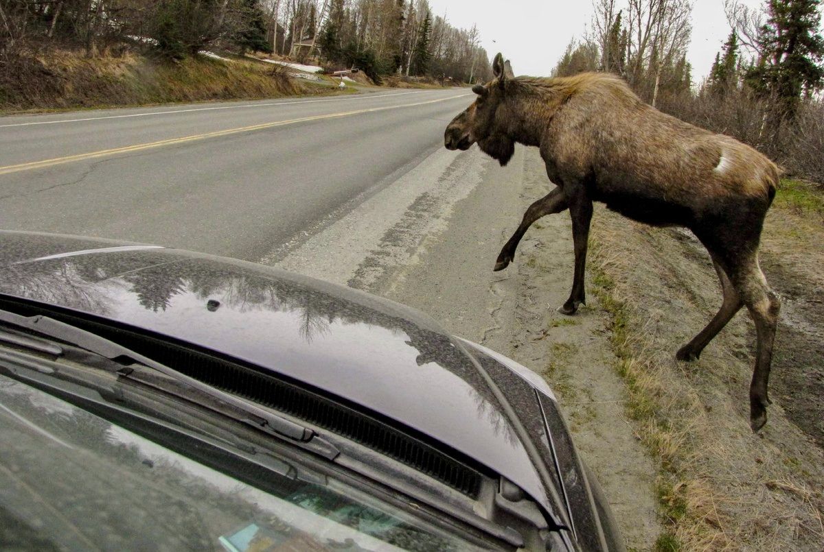 В Беларуси с помощью ИИ разработали систему раннего оповещения появления животных на дороге 