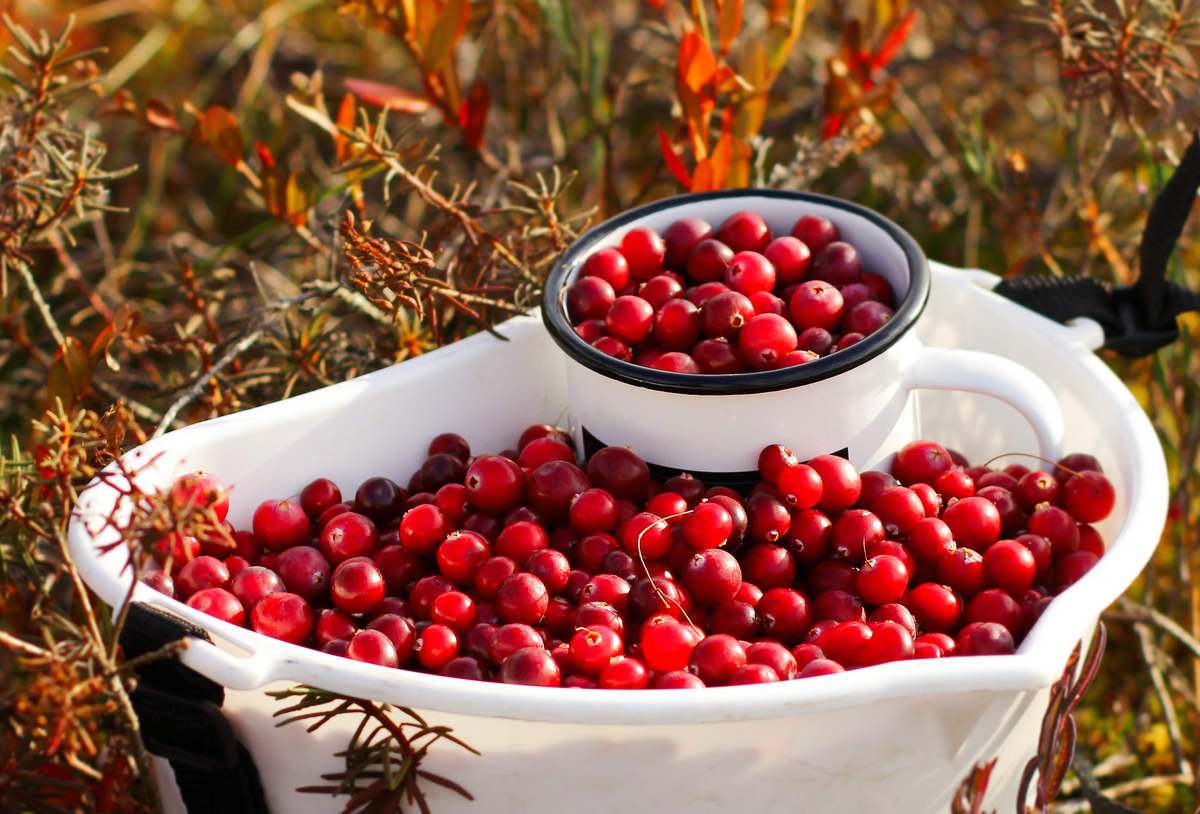 «Не сиди на холодном и забудь про стринги»: 8 главных мифов о цистите комментирует врач-уролог