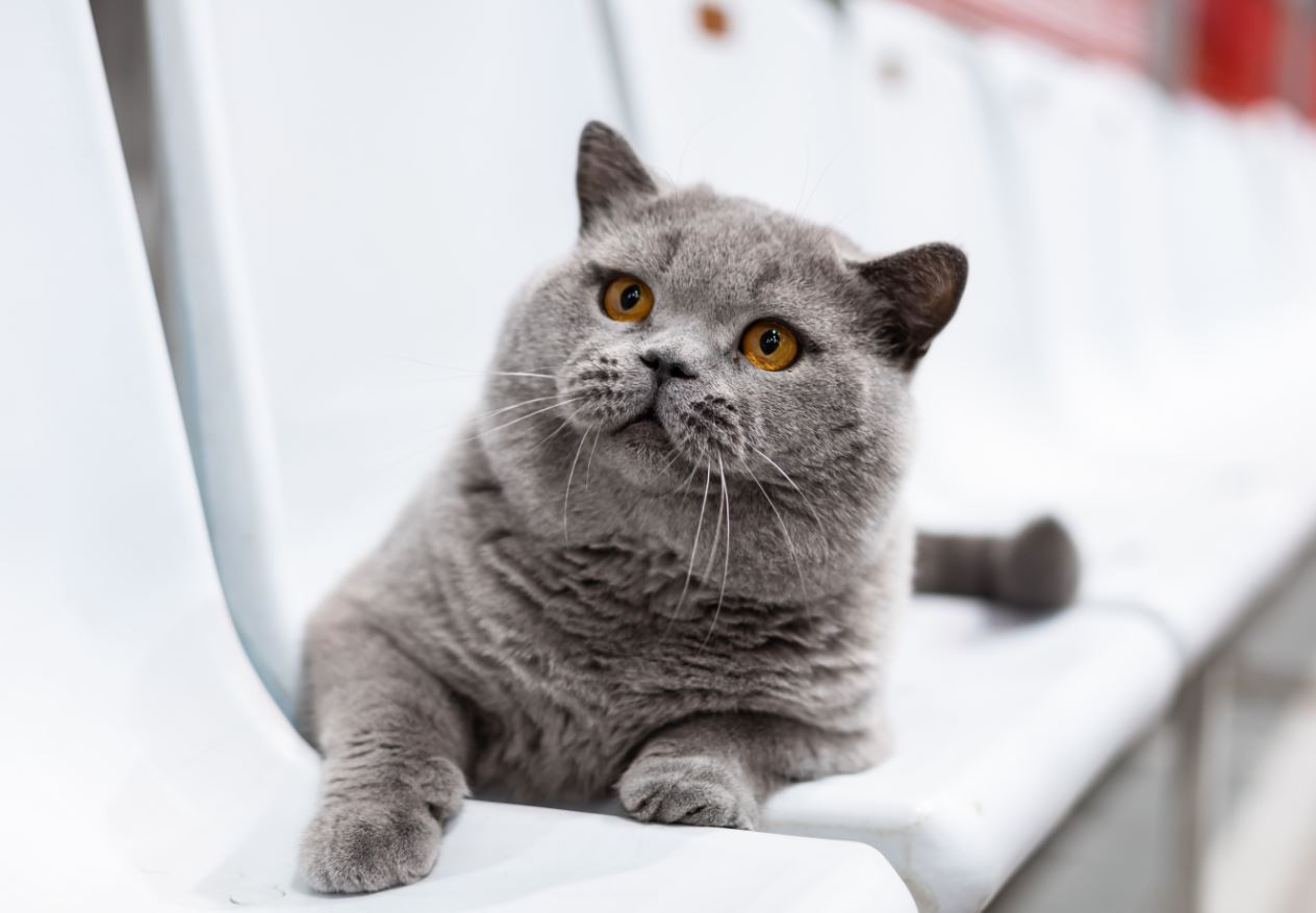  Кота из Беларуси признали одним из самых красивых в мире