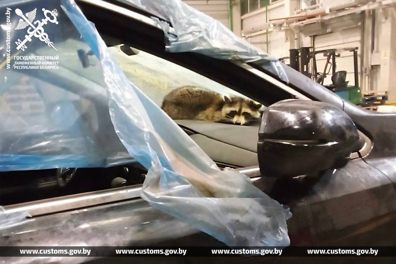 На белорусской таможне в контейнере с автомобилями нашли енота. Он приплыл из США