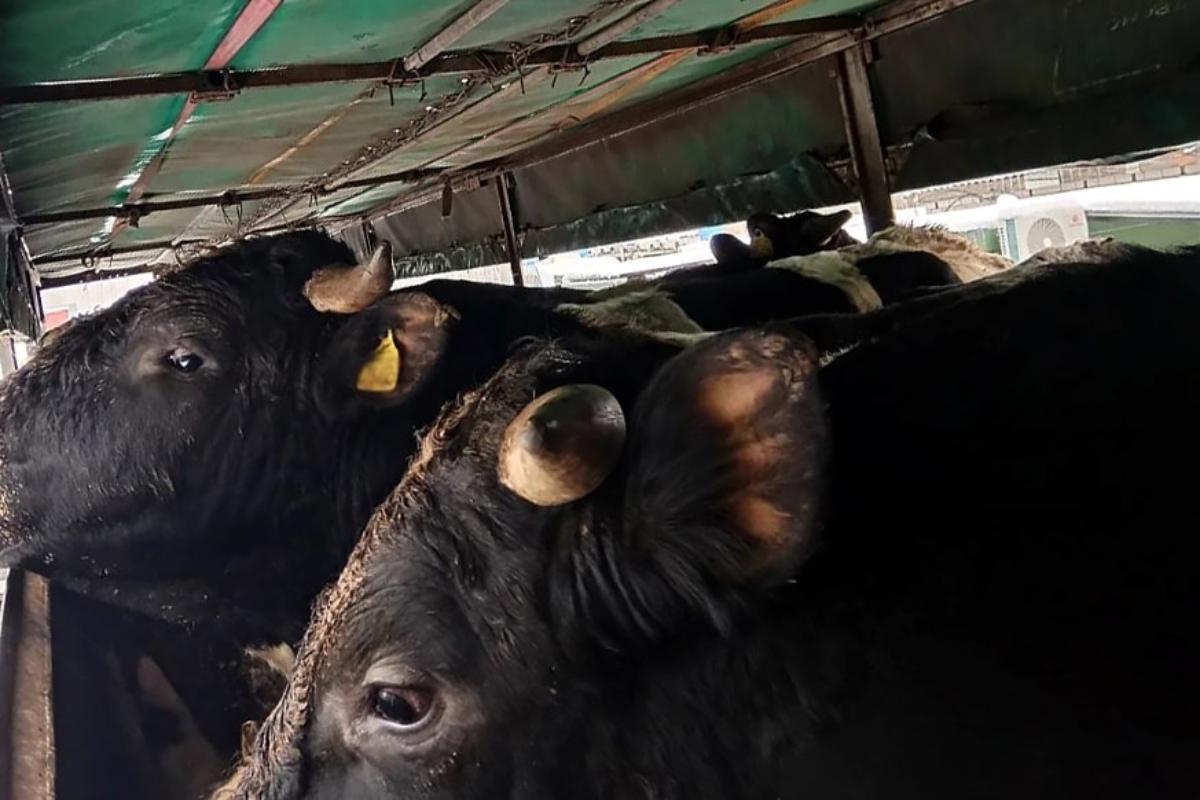  Из России в Беларусь вернули 24 коровы