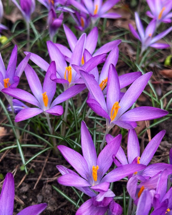 Дискуссия о&nbsp;белорусском театре и&nbsp;первоцветы в&nbsp;Ботаническом: афиша с&nbsp;6&nbsp;по&nbsp;12&nbsp;апреля