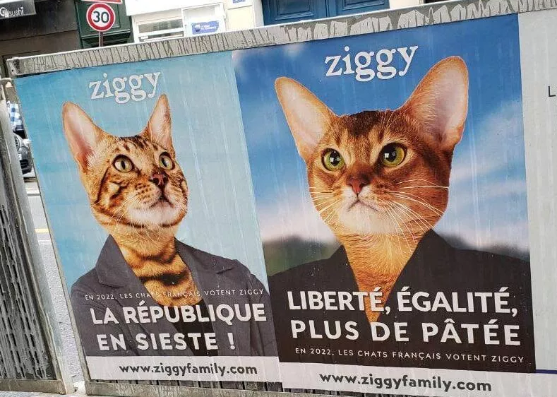 Кошки-кандидаты: производитель корма для животных пошутил над выборами во Франции