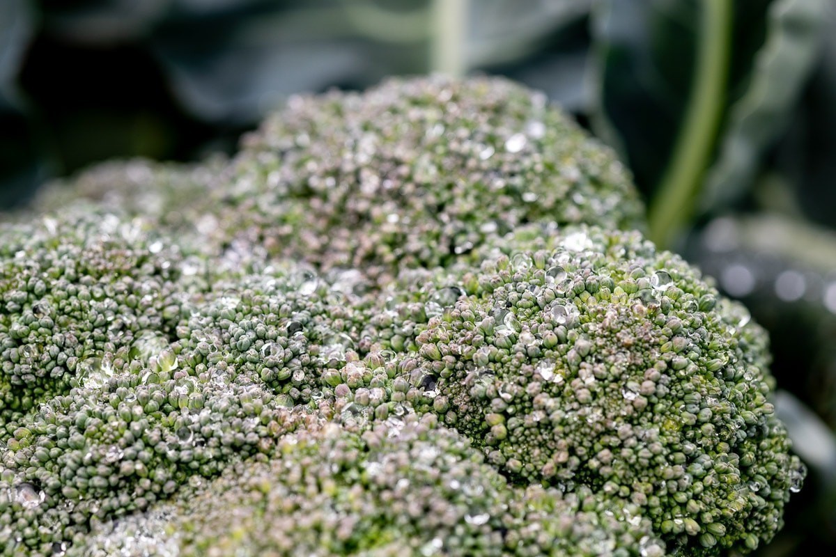 В межсезонье в ЕАЭС обнулили ввозную пошлину на отдельные овощи