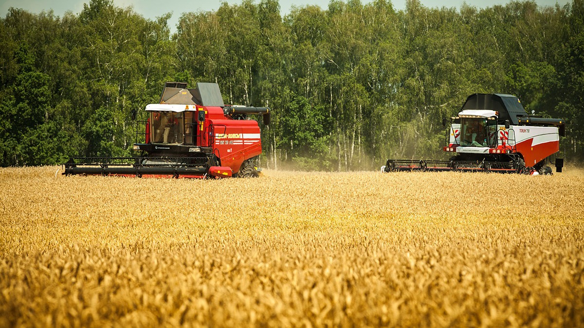 В Минсельхозпроде сообщили о планах закупить миллион тонн зерна